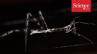 Assassin bugs ambush spiders in their own webs