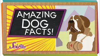 3 Amazing Facts About Dogs!