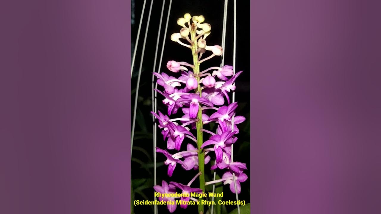 Vanda Rhyncodenia Magic Wand;.orchid's - YouTube