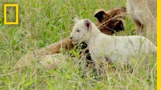 Extremely Rare White Lions Caught On Camera