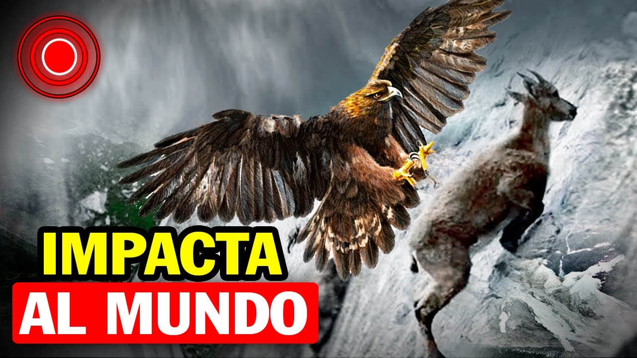 EXTREMO, Mira como esta Águila se lleva una Cabra por los cielos - YouTube