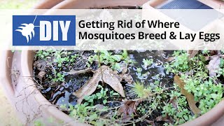 Getting Rid of Where Mosquitoes Breed and Lay Eggs