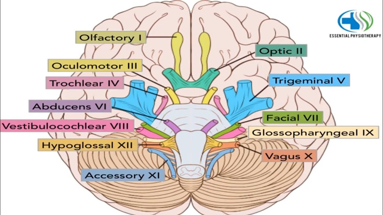 What Are The 12 Cranial Nerves Cranial Nerves Cranial - vrogue.co