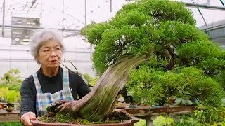 Bonsai: the Endless Ritual | Extraordinary Rituals | Earth Unplugged