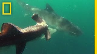 Tiger Shark Vs. Hammerhead Shark