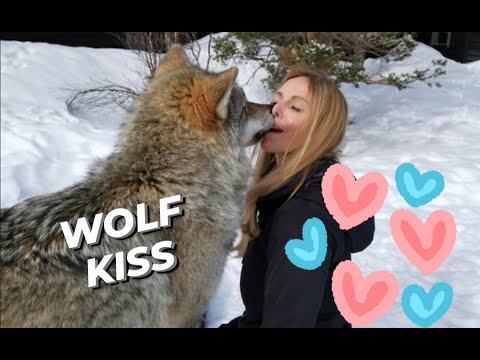 WOLF KISS - WHY WOLVES LICK INSIDE OUR MOUTHS? - Half Million ...