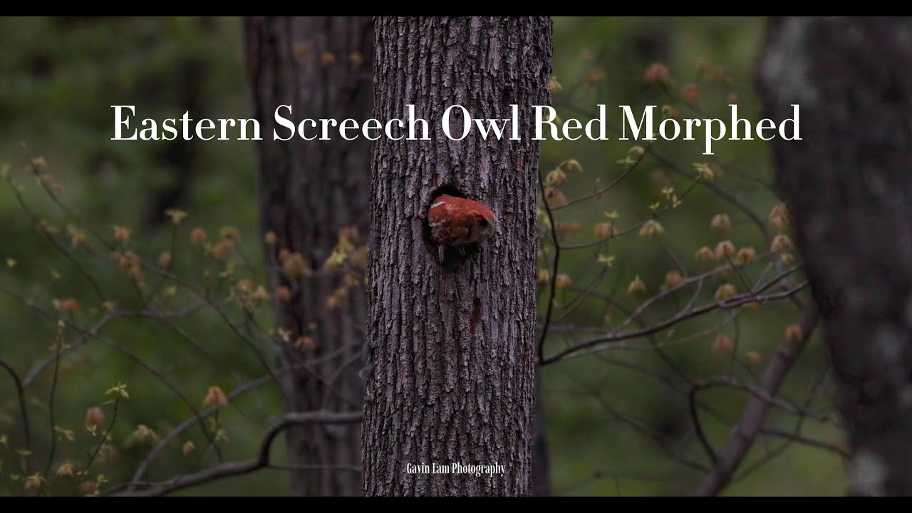 Eastern Screech Owl Red Morphed - YouTube