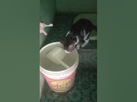 Kucing minum air - YouTube