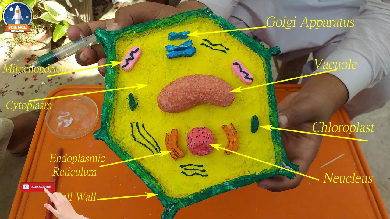 Plant Cell 3d Model Plant Cell Project Cells Project Plant Cell - Vrogue