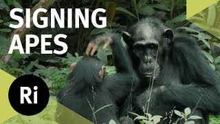 Ape Communication - CHRISTMAS LECTURES 2017