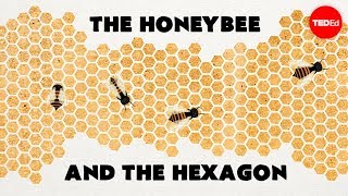 Why Do Honeybees Love Hexagons? - Zack Patterson And Andy Peterson