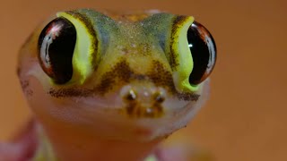 Antlion Cone Ant Trap - The Hunt - BBC Earth