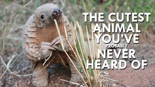 Pangolins are the Cutest Animals You’ve Never Heard Of