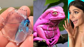 Bizarre Animals that ACTUALLY EXIST