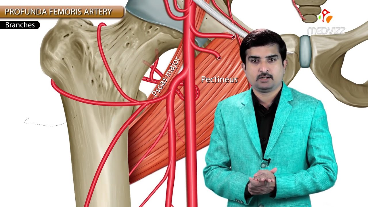 Profunda femoris Artery or Deep femoral artery or The Deep artery of ...