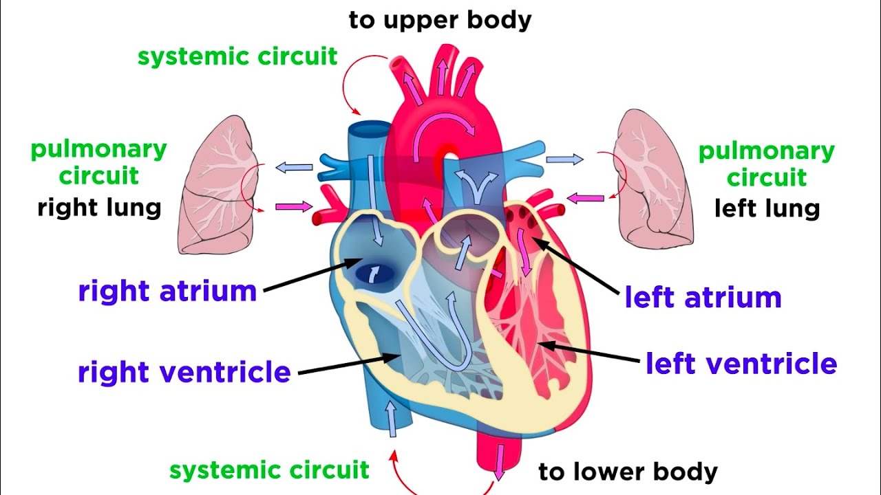 Parts Of The Heart Explained