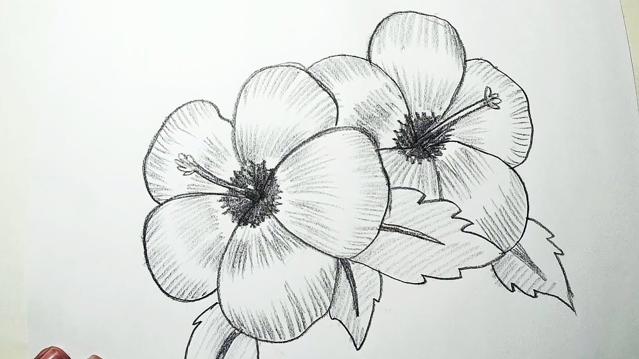 Pencil Shading Drawings Of Flowers