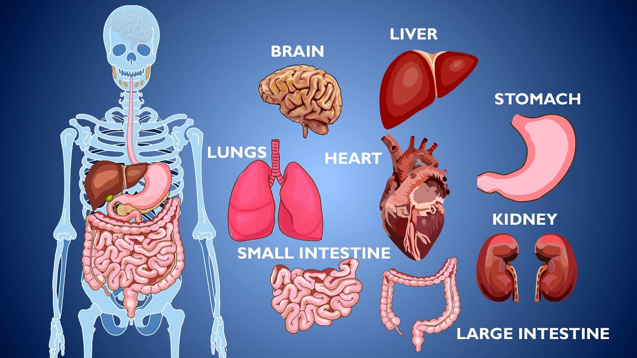 Anatomy Of Your Organs In Human Body