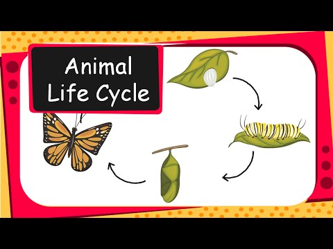 Science - Animal life cycles - English - YouTube