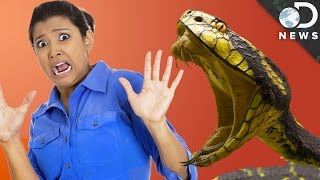 Why Is Everyone Afraid Of Snakes?