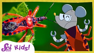 Meet the True Bugs | SciShow Kids