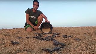 Sea Turtle Hatchlings Released into the Ocean 360 | Our Blue Planet | Earth Unplugged