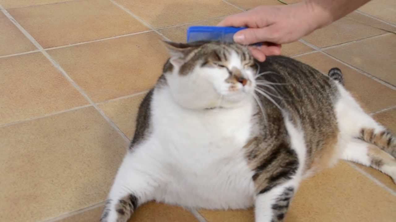 Peinando a un lindo gatito gordo Combing a cute  fat  cat  