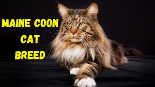 Maine Coon Cat Breed Information in English