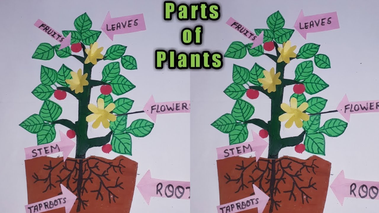 model-of-parts-of-the-plants-for-school-project-exhibition-kansal