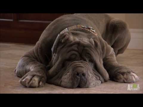 Neo Mastiff Puppies Play Hide-and-Seek From Dad | Too Cute!