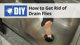 How to Get Rid of Drain Flies - Drain Fly Kit