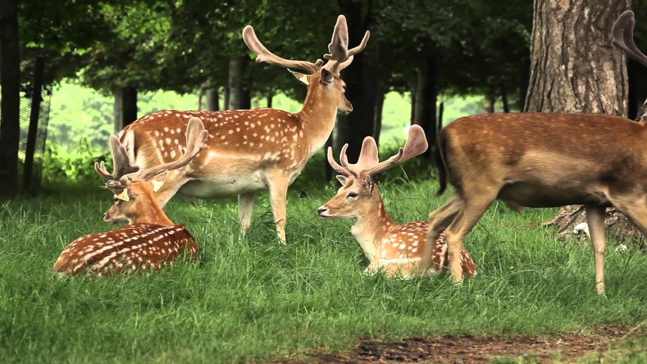 fallow deer