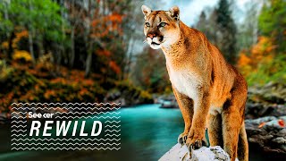 Could These Bridges Keep Mountain Lions Safe?