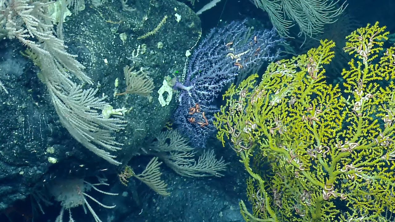 Cliffside Coral Garden In Proposed National Marine Sanctuary | Nautilus ...