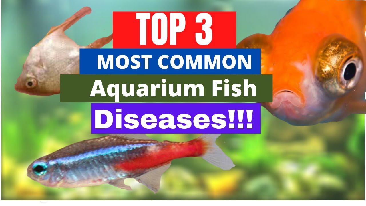 Maladies des poissons en aquarium