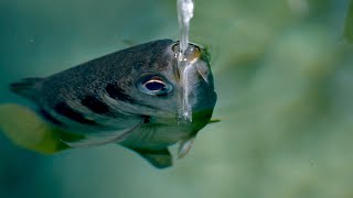 The Fish with Incredible Shooting Aim | Planet Earth III Behind the Scenes | BBC Earth