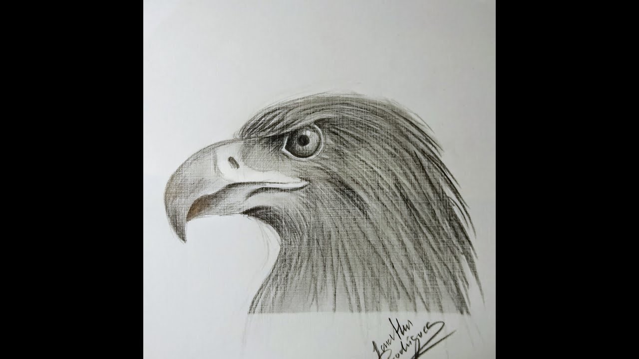 Como dibujar Águila FACIL PASO A PASO con lápiz. How to draw eagle. -  YouTube