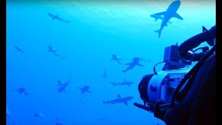 Filming Sharks In Protected French Polynesian Waters - Blue Planet II Behind The Scenes