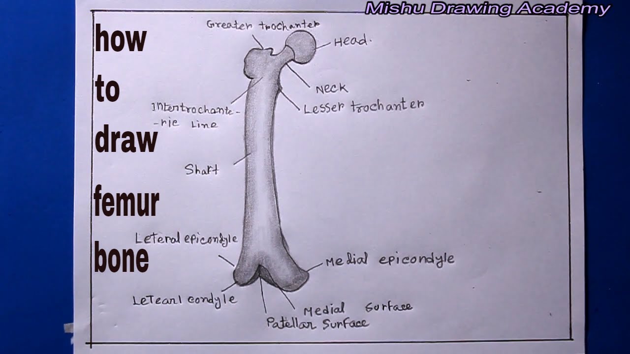 How TO Draw femur bone human/femur bone human body - YouTube