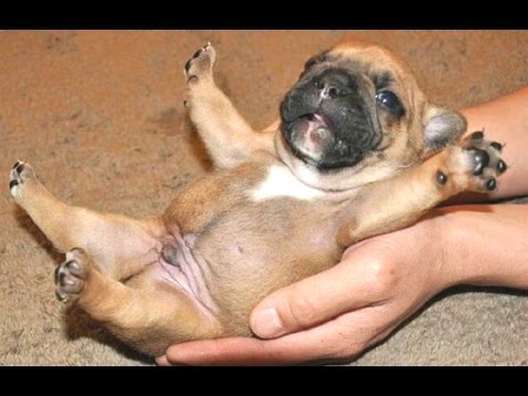 Cute Puppies -  Funny Puppies Video Compilation 2015 ( New HD )