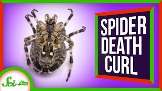 Why Do Spiders Curl Up When They Die?