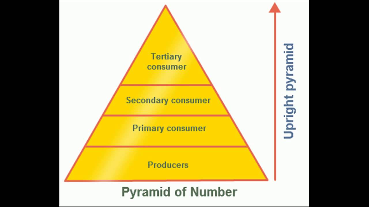 Pyramid Of Numbers Diagram