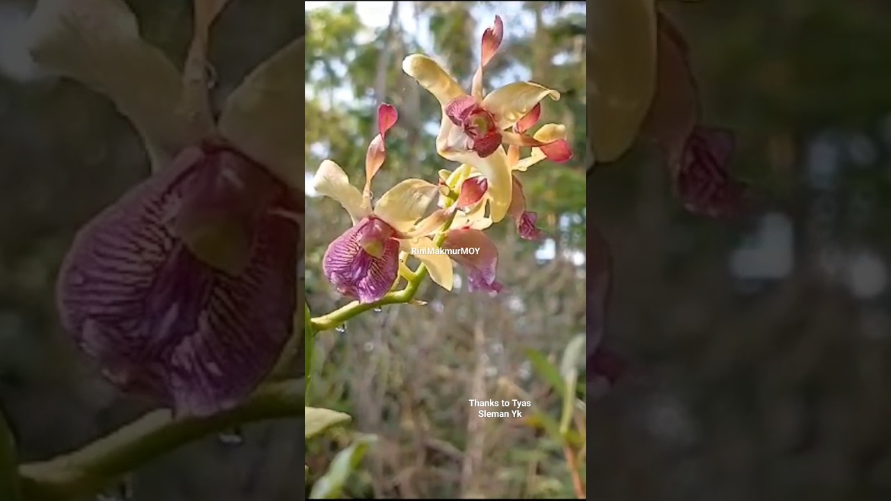 AnggrekBuMoy : Dendrobium Hybrid Lidah Ungu - YouTube