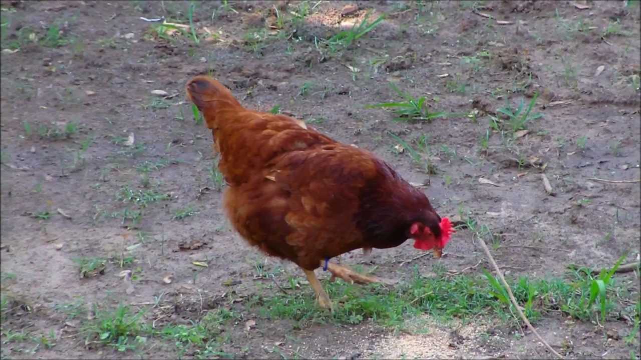 Rhode Island Red Chickens Baby To Adult