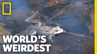 Living Dead Frogs | World's Weirdest