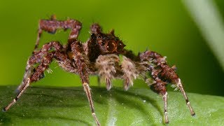 Spider With Three Super Powers - The Hunt - BBC Earth