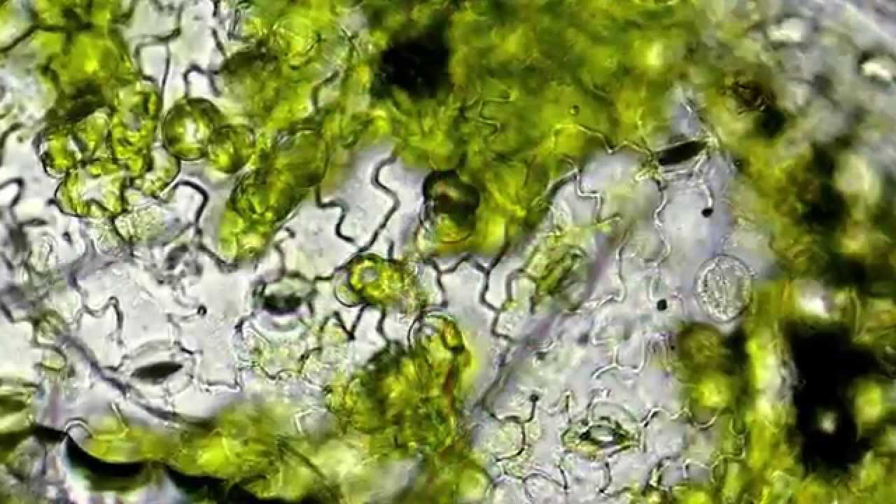 Demonstration of Stomata on a Leaf Peel - MeitY OLabs ...