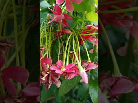 Madhumati flowers..😘 - YouTube