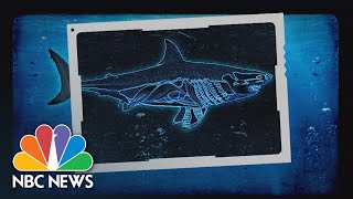 All About Sharks: We Take You To Shark Camp | Nightly News: Kids Edition