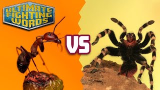 ANTS vs SPIDERS - Who is Stronger? | ULTIMATE FIGHTING WORDS